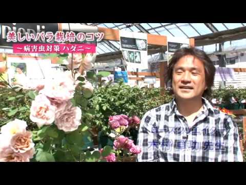 美しいバラの茂みを育てるにはどうすればよいですか？マスターすべき 6 つの基本的なジェスチャー  庭園