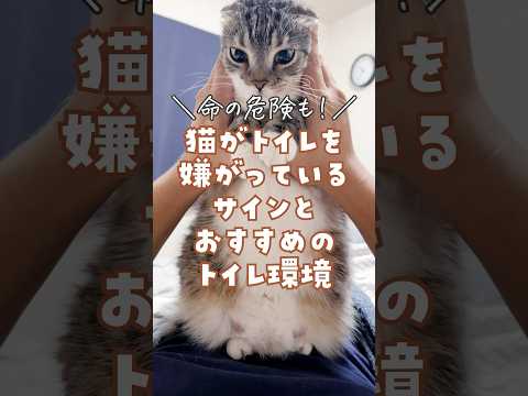 猫砂はどれくらいの頻度で交換する必要がありますか?