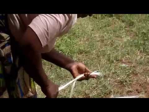 サイザルリュウゼツラン 植物