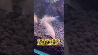 【アクアリウム】白コリさん達をお迎えしました！#アクアリウム  #funny #fyp #shorts #コリドラス
