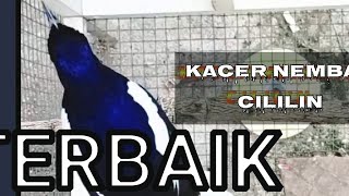 Download lagu kacer nembak isian cililin gacor full isian tembak... mp3