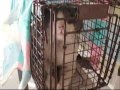 Stitch On His Way Home From Getting Neutered June 20 2013