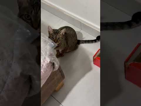 Fiona, ya vive conmigo y esta feliz!😃 😀😀