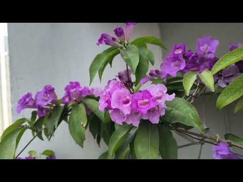 Winter flower 🌹 #rasunlata #garlicvine 