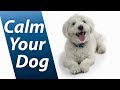 Calm Your Dog With White Noise Relaxing Sound Soothes Puppy Anxiety Fast 10 Hours