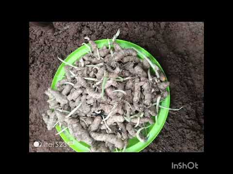 Sawhthing Hla(Thingtlang Aw)  #singer_AI #composer-Khaia NKB