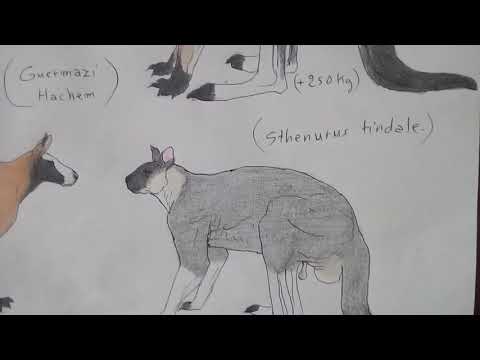 Prehistoric Giants kangaroo (sthenurus,procoptodon,macropus)