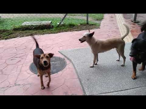 Exploring: Street Dogs