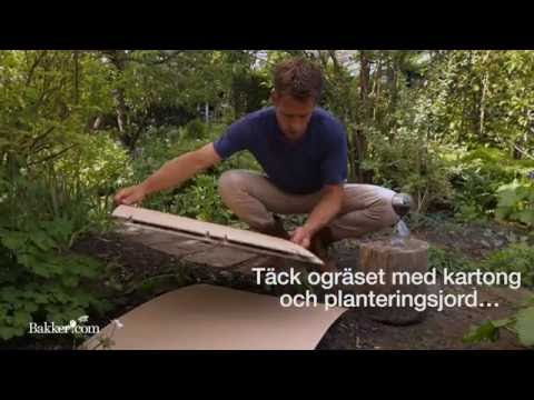 Trädgårdstips: Så här blir du av med ogräset!