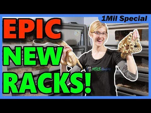 We Bought a New Rack for our Bullsnakes!!
