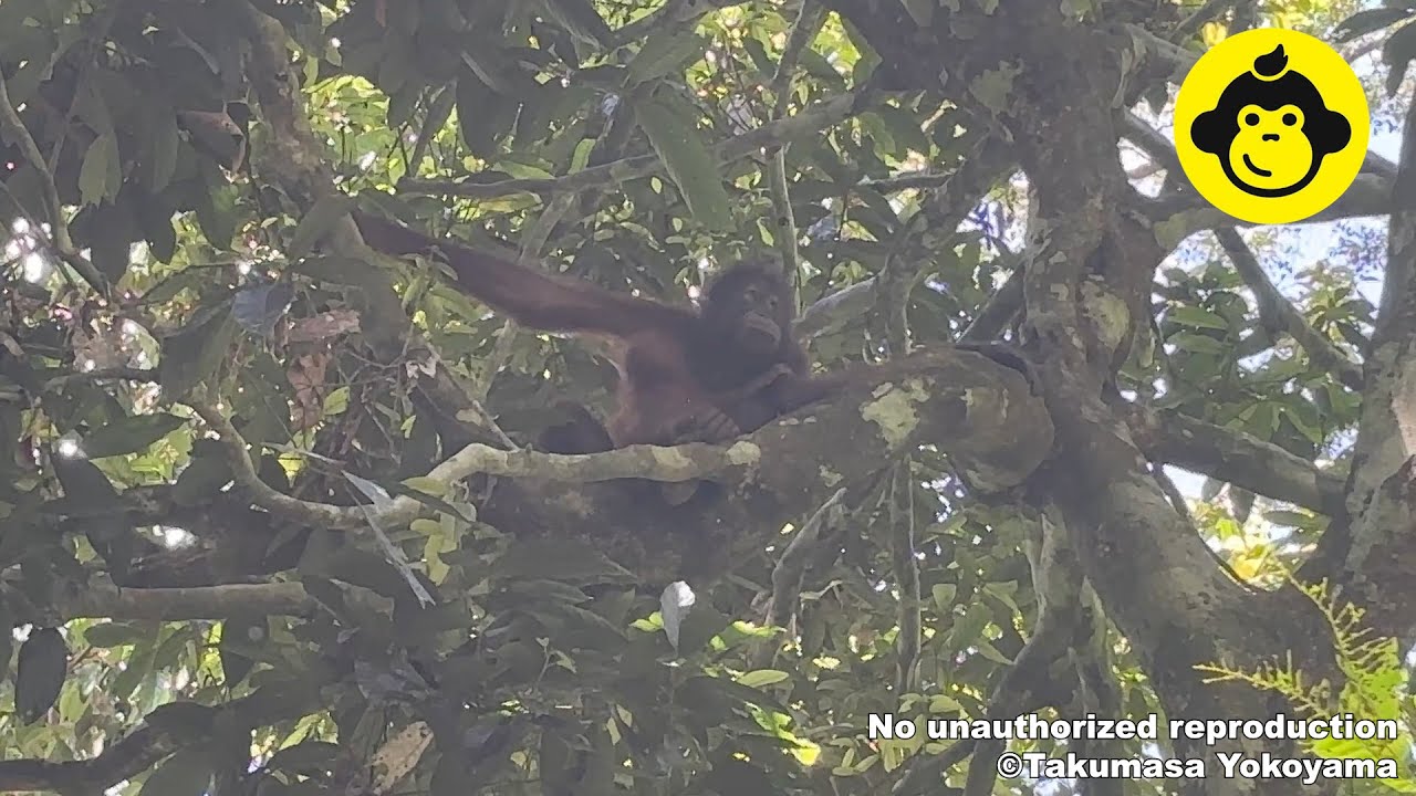 Orangutan in Borneo, Malaysia!【Part 7】