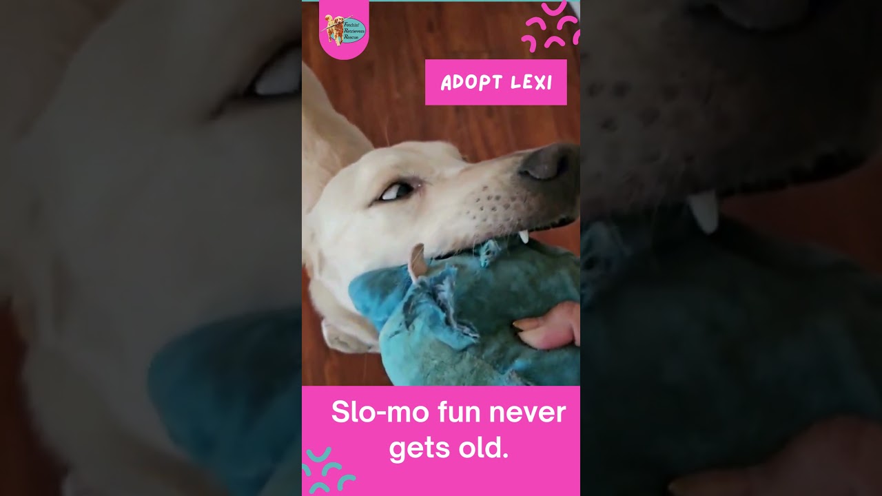 Life with Lexi | #AdoptLexi