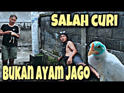 komedi-bali-maling-siyap-ayam