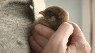 Marta Sánchez . La belleza.wmv