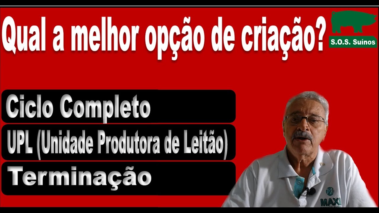 SUINOCULTURA: Qual a melhor opção de criação de Suínos?