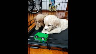 Video preview image #2 Pyredoodle Puppy For Sale in MAGNOLIA, KY, USA