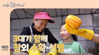 [나는농부다 291회] 3대가 함께 참외 수확·선별