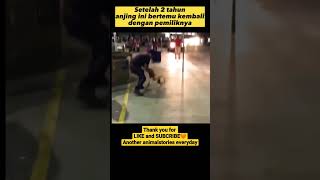 Download lagu REAKSI ANJING INI-Setelah 2 tahun kembali bertemu pemiliknya#shorts #ytshorts #hewan #animals mp3 Download lagu REAKSI ANJING INI-Setelah 2 tahun kembali bertemu pemiliknya#shorts #ytshorts #hewan #animals mp3