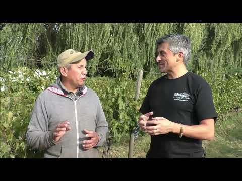 La senda del vino Temporada 5 capitulo 7