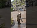 penguin cove # bird paradise # Singapore