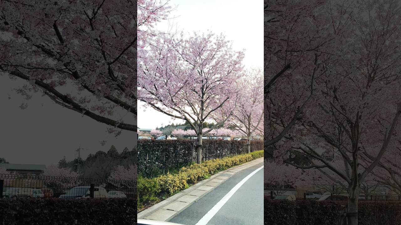 Sakura 2026 Narita Japan #japan #sakura #travel