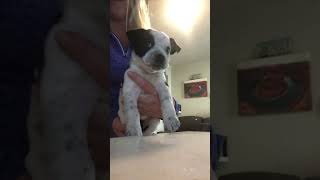 Staffordshire Bull Terrier Puppies Videos