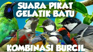Download lagu Suara Pikat Gelatik Batu Kombinasi Burcil | Ampuh mp3
