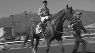 California Chrome| Lifetime Horse| Happy Retirement