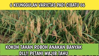 Download lagu 6 ADVANTAGES OF THE CIBATU 06 RICE VARIETY mp3