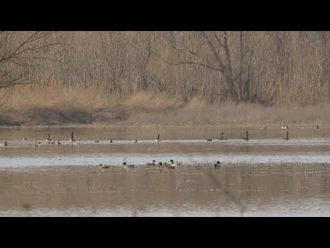 Waterfowl And Whitetail Hunting Property With Lodge For Sale Putnam County, IL (265 Acres)