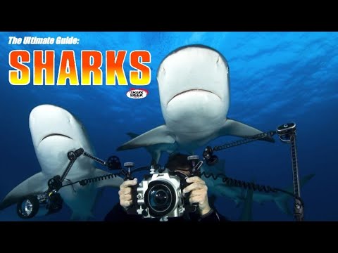 The Ultimate Guide: Sharks