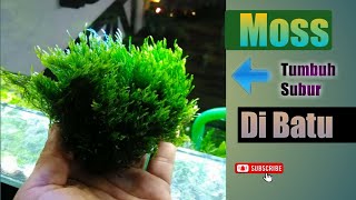 Download lagu Cara menempel moss di Batu mp3