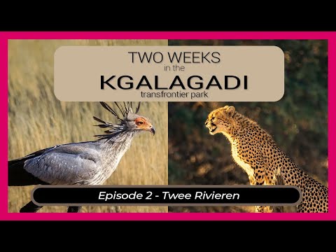 Two Weeks in the KGALAGADI - Episode 2 - Twee Rivieren