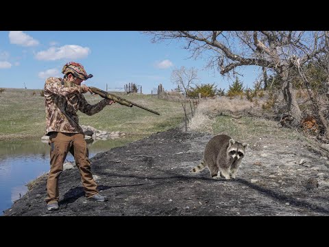 INSANE Daytime Raccoon Calling! (Coon Hunting)