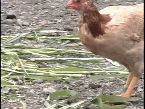 台東鹿野脫線牧場－養雞場品質保證