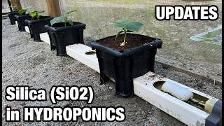 Using Silica (SiO2) in Hydroponics + Updates