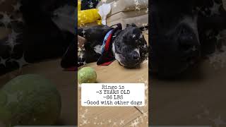 Video preview image #1 Mutt Puppy For Sale in Rockaway, NJ, USA