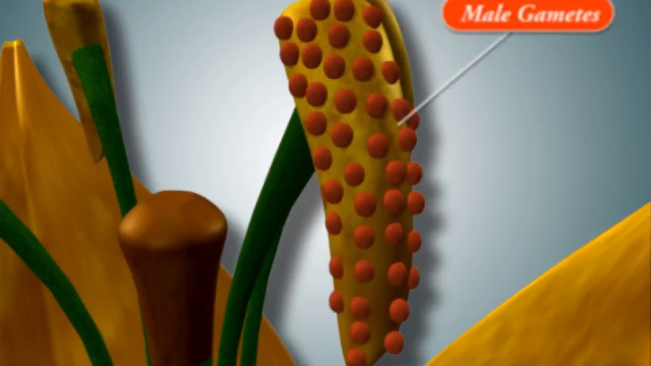 Pre Fertilisation Structures and Events