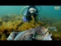 Giant Australian Cuttlefish! (They're almost as big as my kids!)