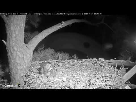 Female Great Horned Owl Takes Nighttime Incubation Break – Jan. 24, 2022