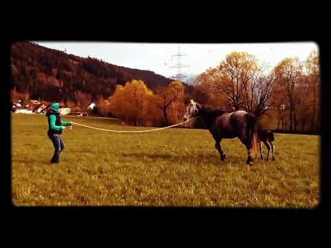 Anny und Jay (3 Tage altes Fohlen) TrickyHorse