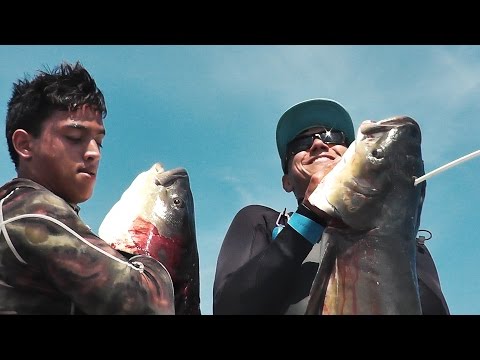 Bowfishing for Cobia HEADSHOT! - Cleaning and Cooking!