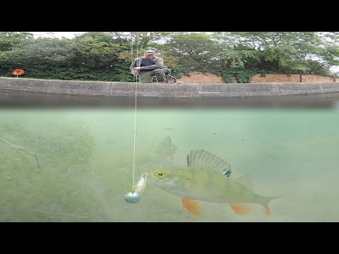 How Urban Perch Eat Your Jig Under Water!