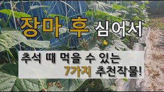 장마 후 심어서 추석 때 먹을 수 있는 7가지 추천 작물! #장마후에 심을 수 있는 작물 #7월말에 심을 수…