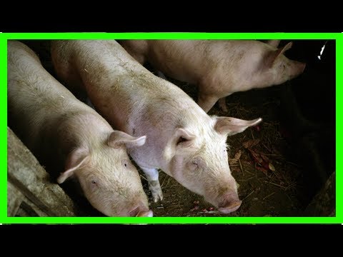 , title : 'Pyrénées-Atlantiques. Un élevage de porc abattu après la découverte d’une maladie rare'