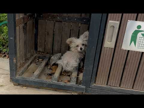 Nobody Wanted This Puppy With Giant Ears… So He Searched Trash to Survive
