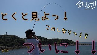 【館山釣り情報】あいつを討伐なるか！？5/25【釣りっぱり】