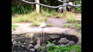 Song by Miles Davis - Song Of Our Country