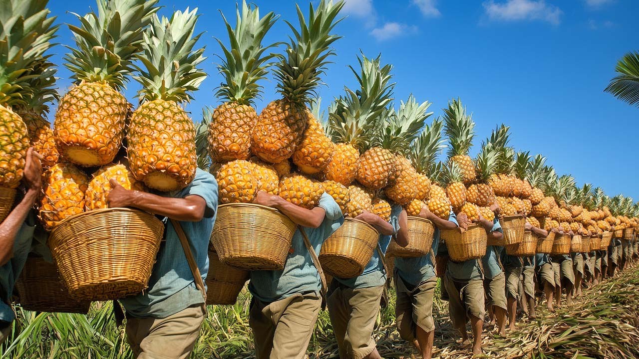 The 25 Most Satisfying Moments of the Agricultural Harvest