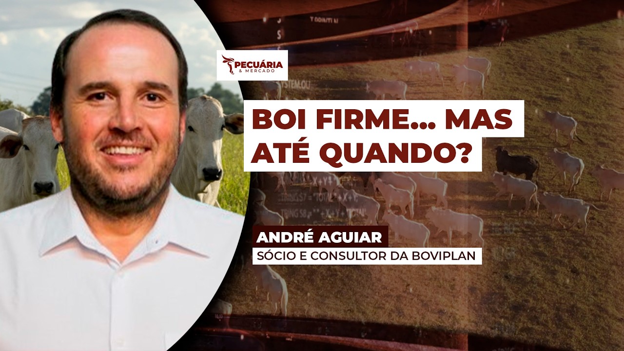 Mercado do boi gordo entra em compasso de espera enquanto China ameaça equilíbrio dos preços.